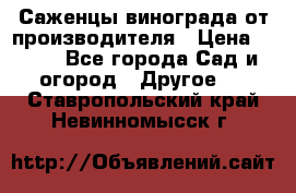 Саженцы винограда от производителя › Цена ­ 800 - Все города Сад и огород » Другое   . Ставропольский край,Невинномысск г.